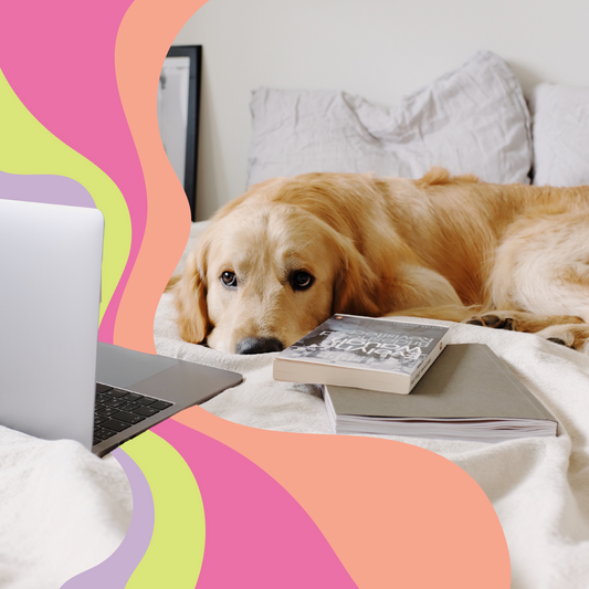 Website Must-Haves for Small Pet Businesses